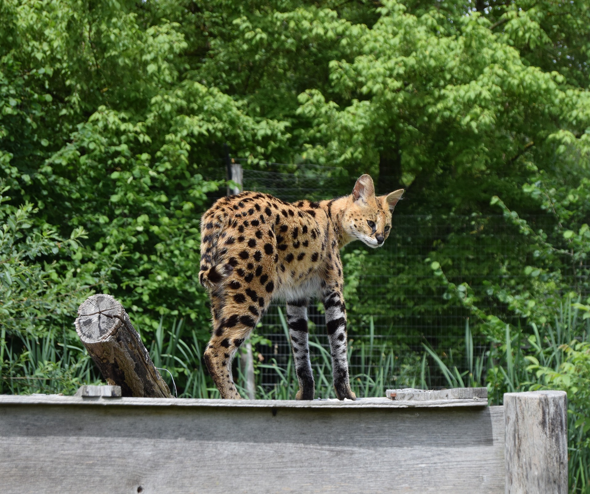 An African Serval Sighted in Bükk Hills