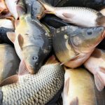 Fishmongers Commit to Stable Prices for the Festive Season