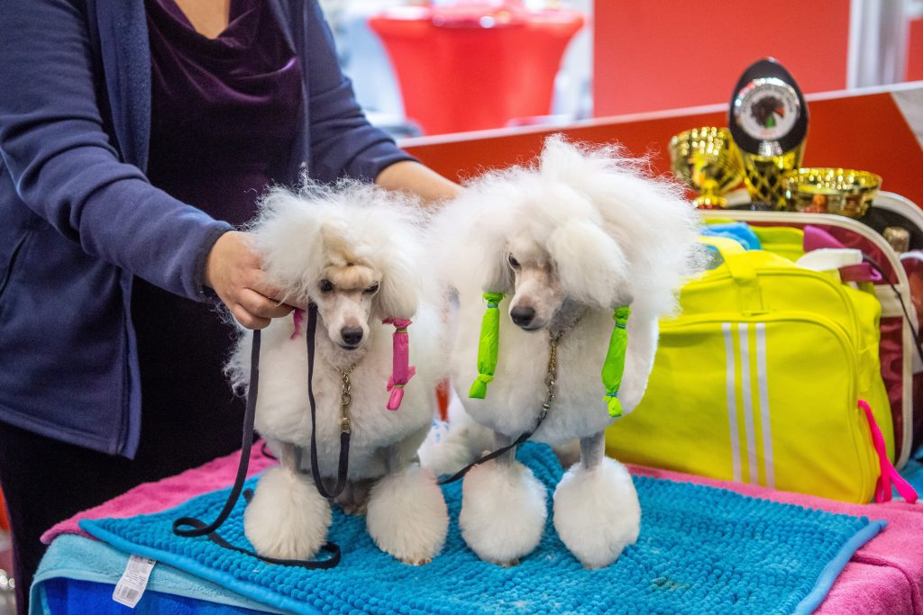 European Dog Show 2021 Opens in Budapest post's picture