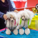 European Dog Show 2021 Opens in Budapest
