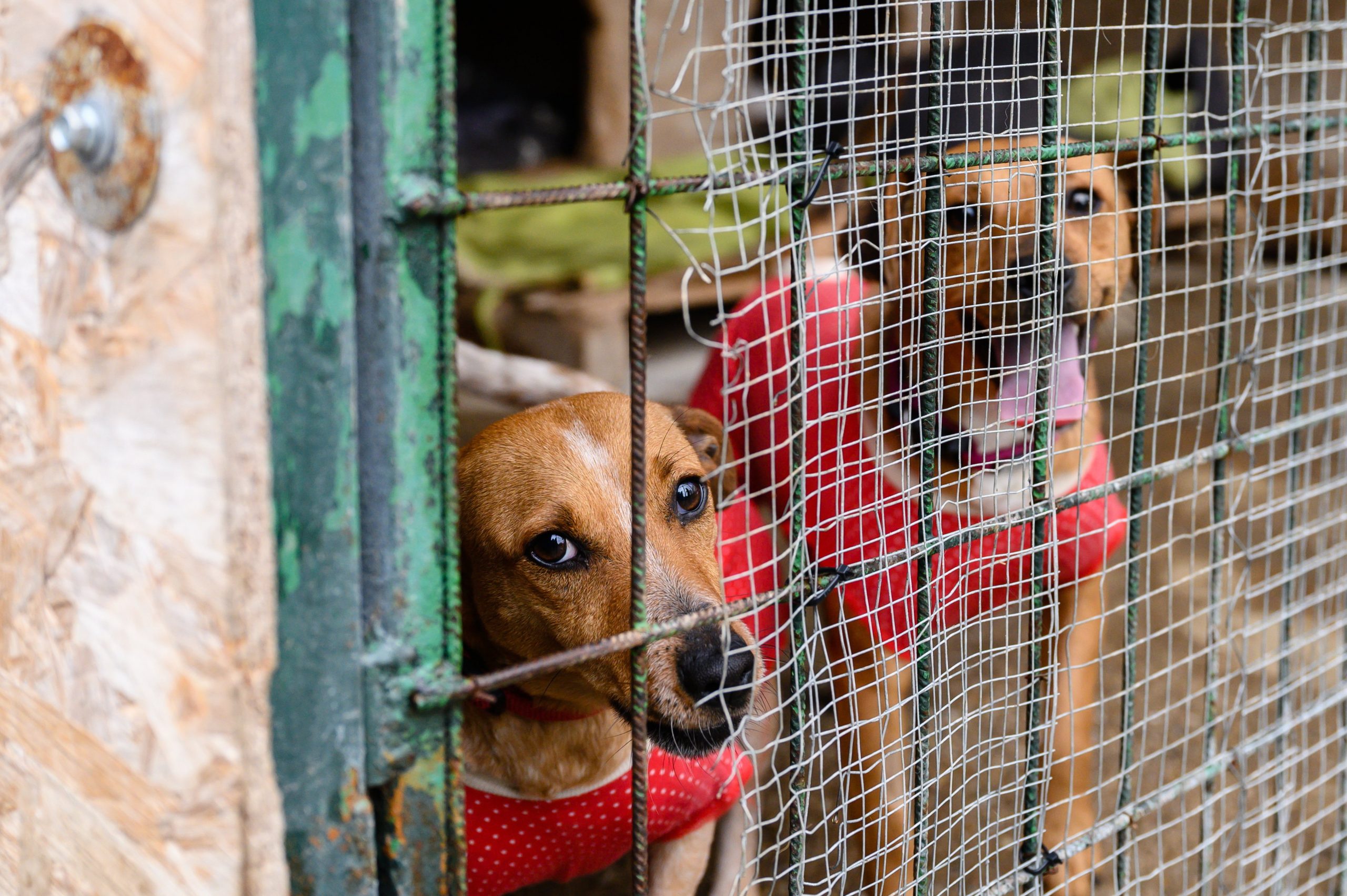 Animal welfare law strengthened in Hungary