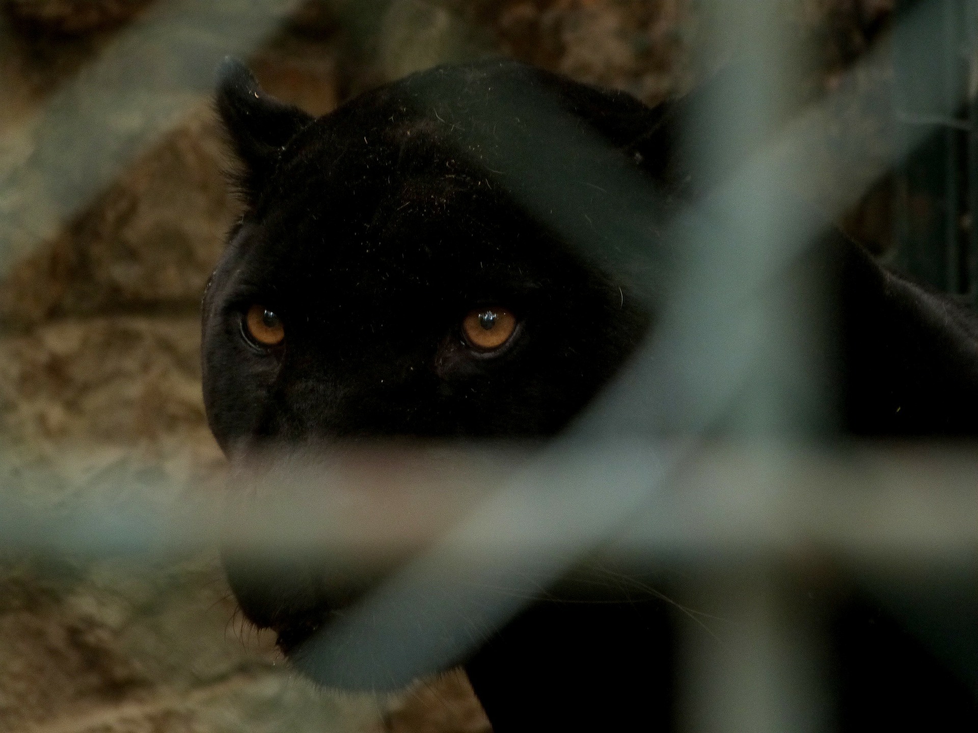 Black Panther Seen Again, This Time in Kecskemét
