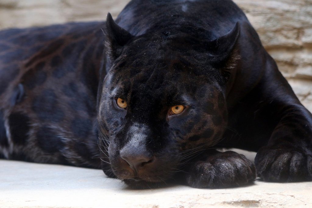Black Panther Spotted in Hungary Said to Be in Mortal Danger post's picture