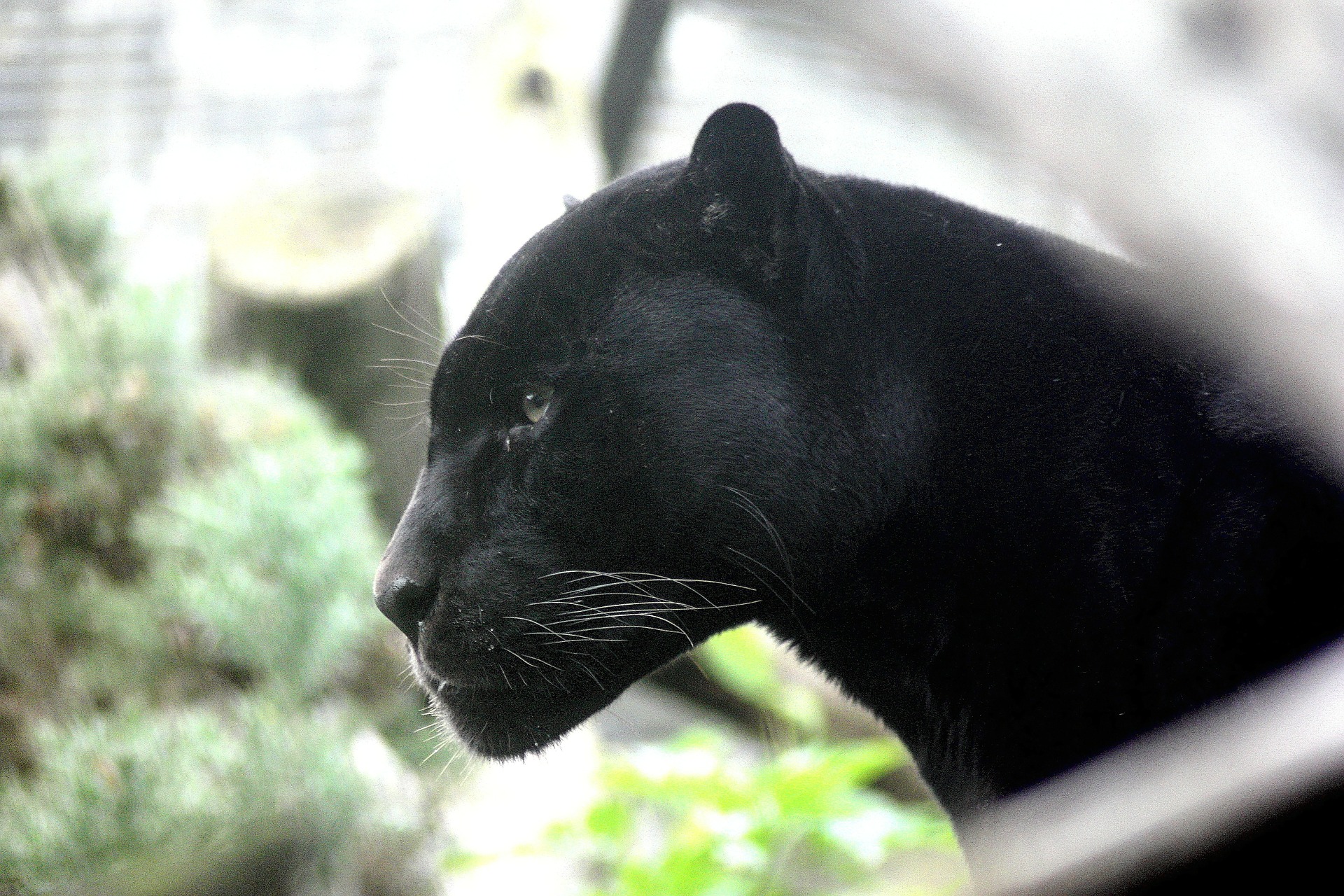 Black Panther Seen in Kiskunhalas - VIDEO