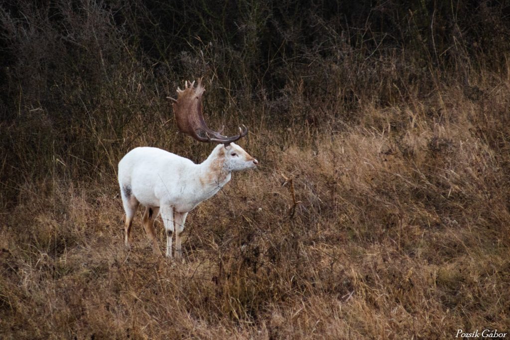White Deer Photographed in Nógrád County post's picture