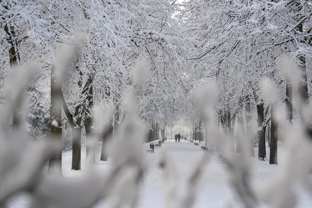 20 Cm of Snow in Sopron Mountains, More Icy Days Expected post's picture