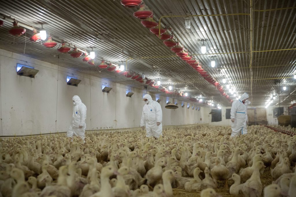 More Bird Flu Culling Under Way post's picture