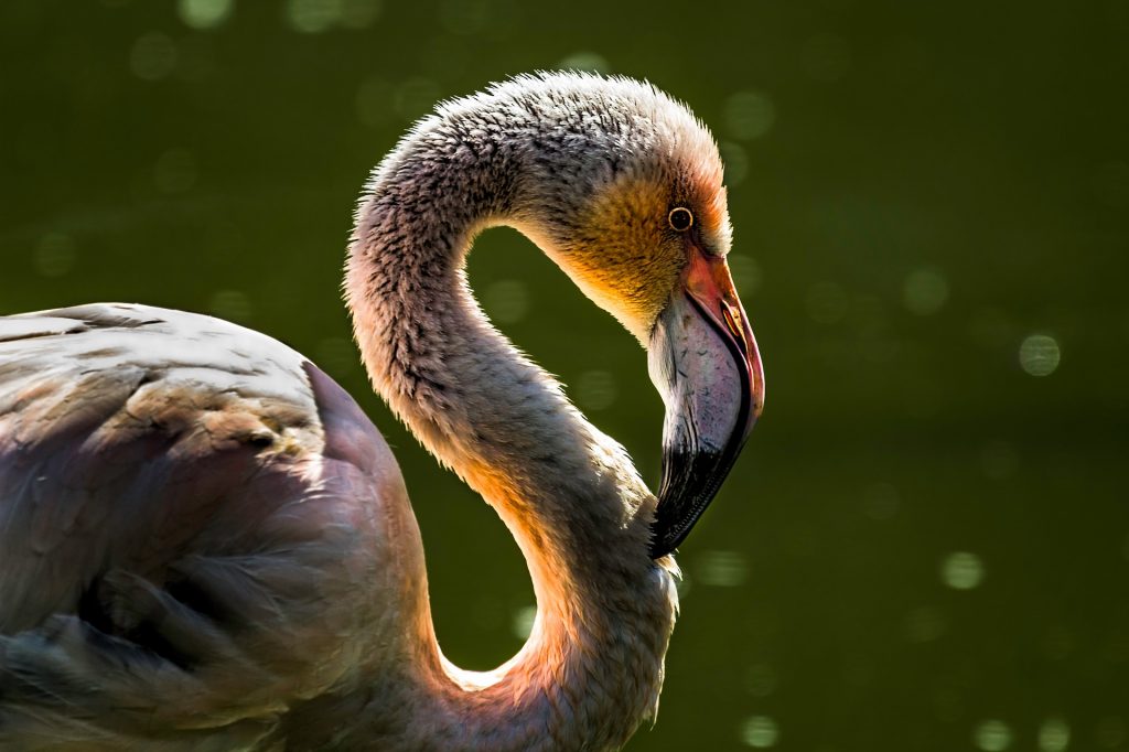 Pink Flamingos Sighted in Hungary: Returning Guests Because of Climate Change? post's picture