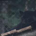 Black Panther Sighted Again, This Time Near Szolnok – VIDEO!