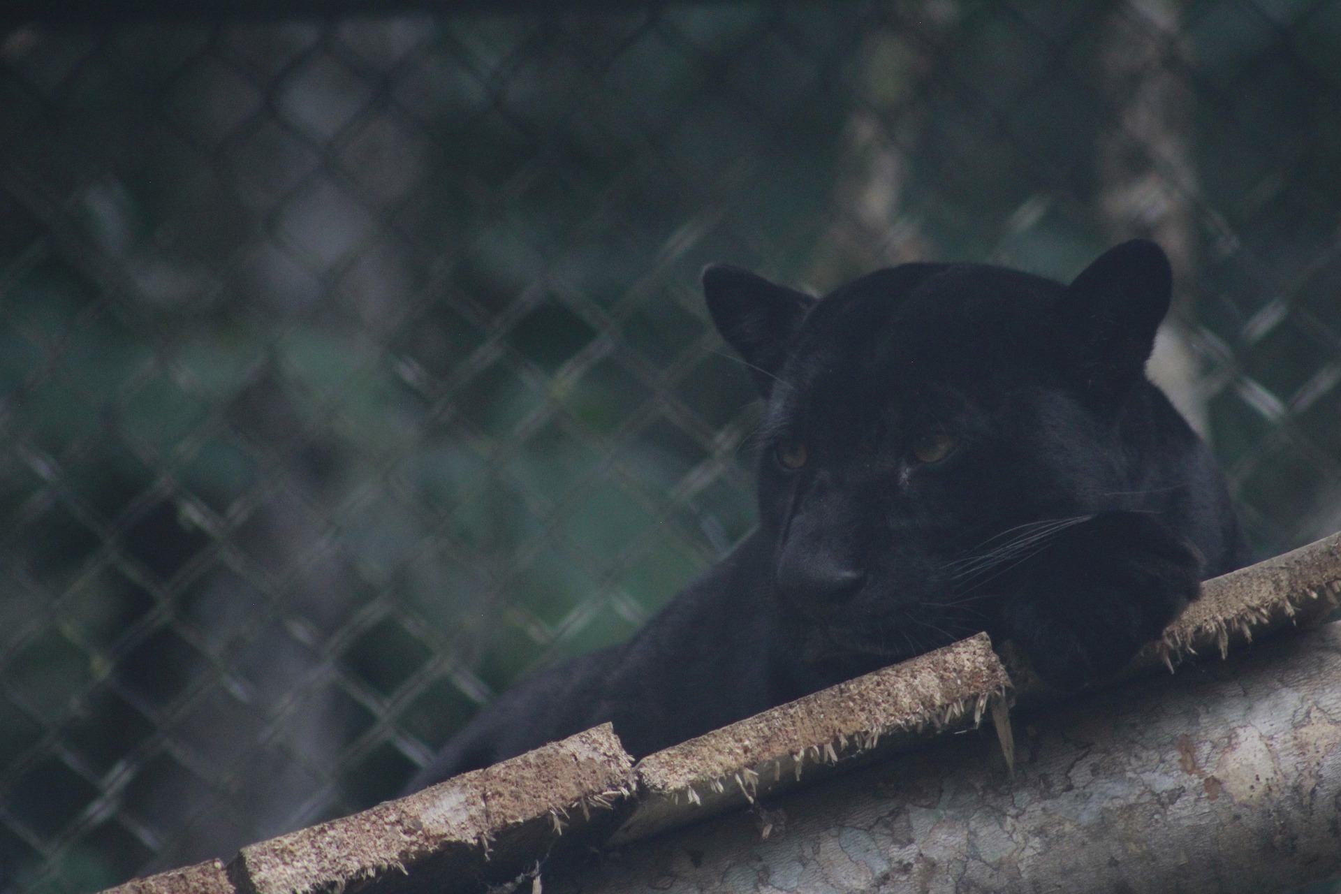 Black Panther Sighted Again, This Time Near Szolnok - VIDEO!