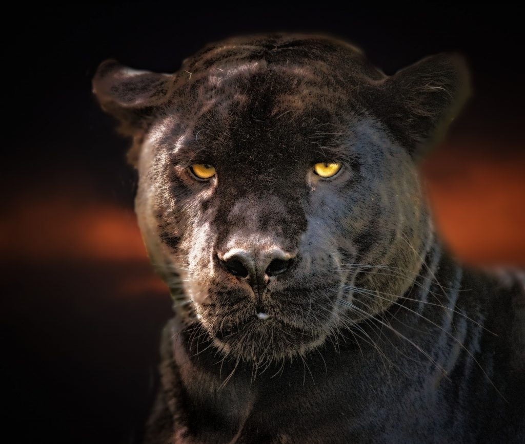 Mysterious Black Panther Reportedly Appears Again near Szolnok post's picture