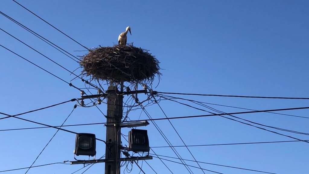 Kele, First Stork of Hungary Has Arrived post's picture