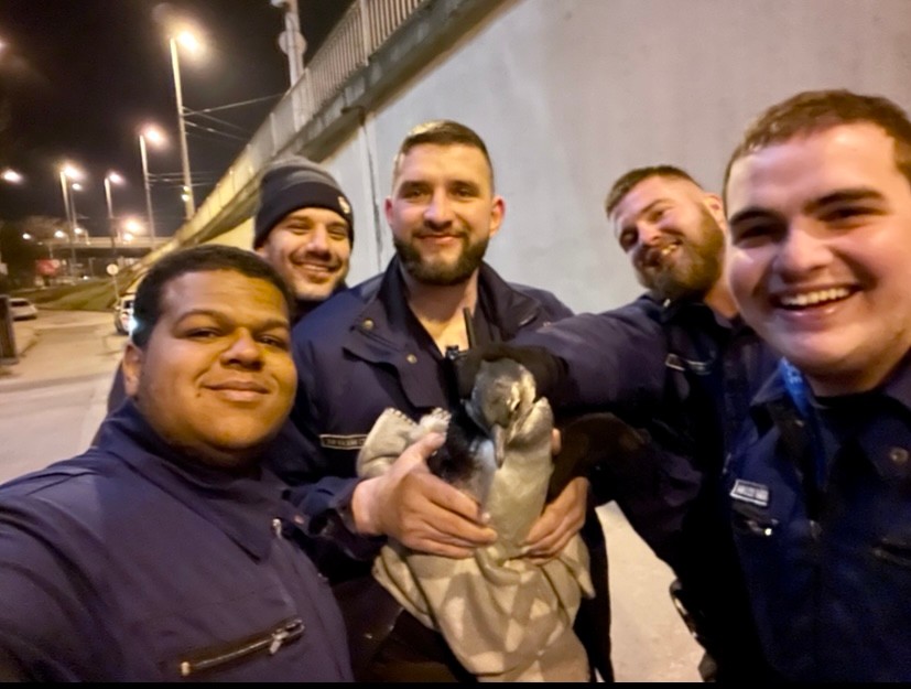 Budapest Police Catch Special Escapee: a Penguin post's picture