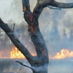 Thousands of Wildfires in Hungary So Far This Year