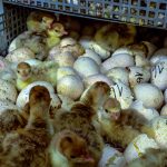 More Bird Flu Infections Detected in Southern Hungary