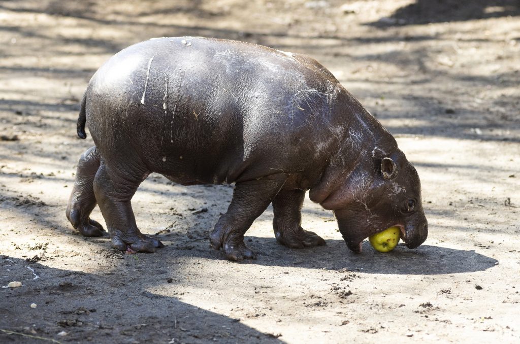 Adorable Pygmy Hippo Born in Nyíregyháza Zoo – PHOTOS post's picture