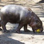 Adorable Pygmy Hippo Born in Nyíregyháza Zoo – PHOTOS