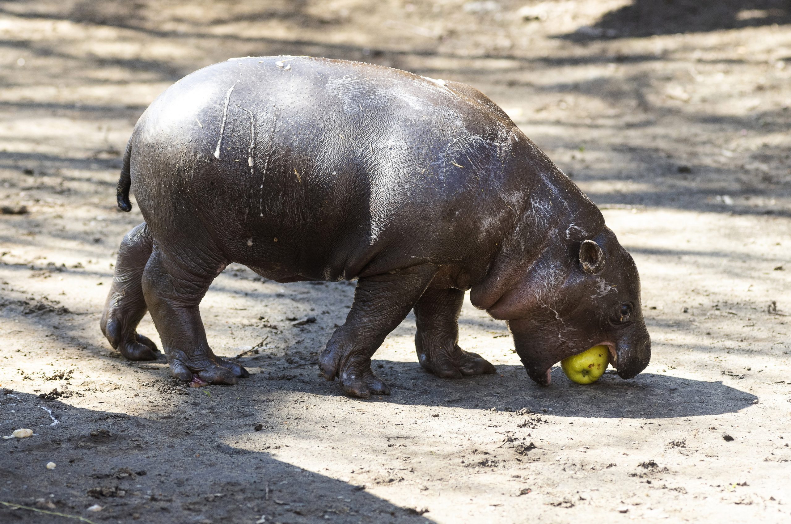Adorable Pygmy Hippo Born in Nyíregyháza Zoo - PHOTOS
