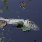 Pond in Budapest City Forest Poisoned, All Fish Died Out