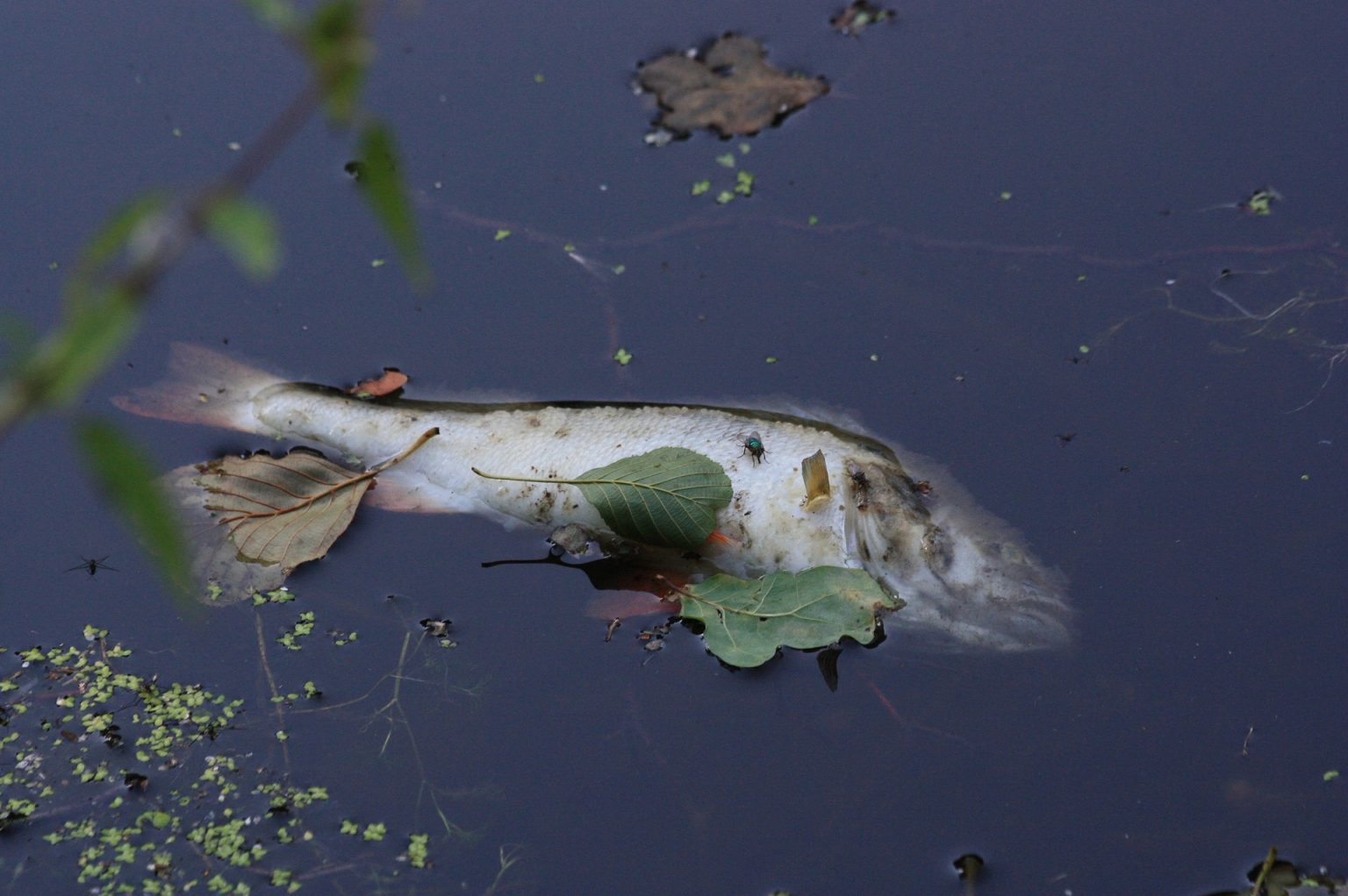 Pond in Budapest City Forest Poisoned, All Fish Died Out - Hungary Today