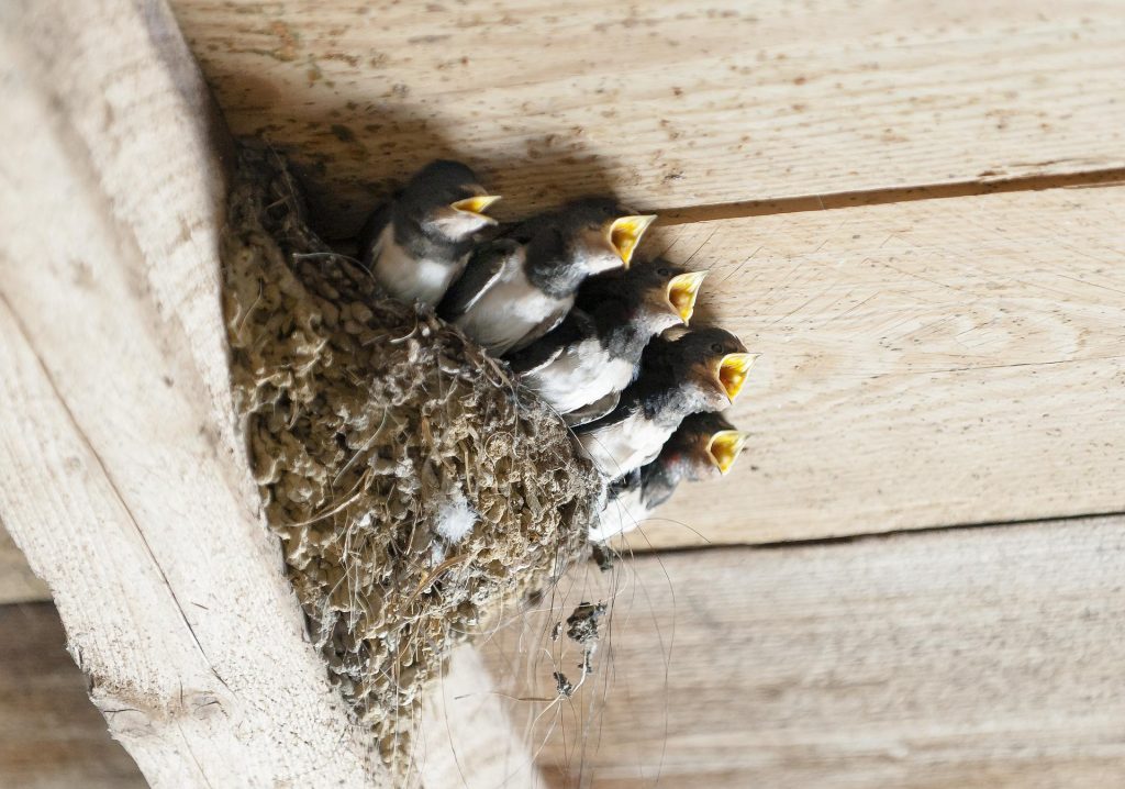Nearly a Hundred Swallows’ Nests Knocked Down at Factory in Mályi post's picture