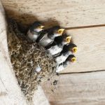 Nearly a Hundred Swallows’ Nests Knocked Down at Factory in Mályi