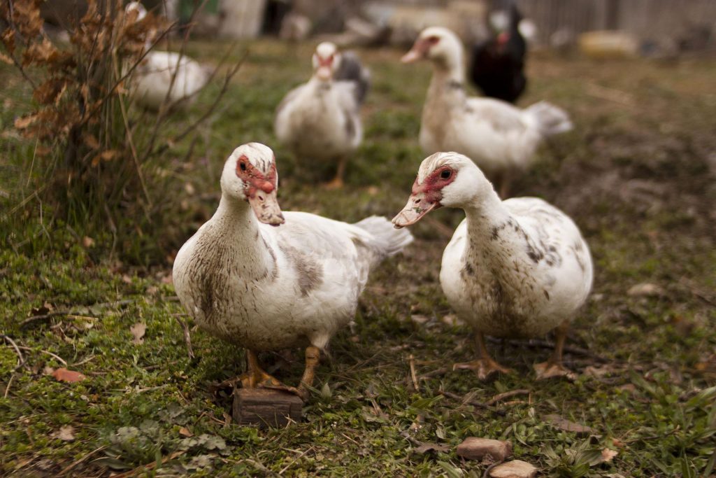 Bird Flu Detected in North-east Hungary post's picture