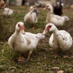 Bird Flu Detected in North-east Hungary