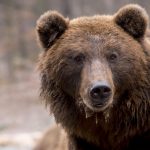 Bear Roaming in Pest County – Is It the Only One?