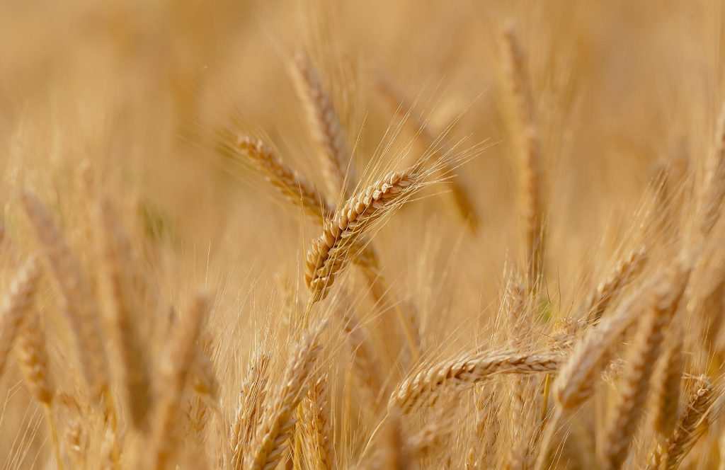 Mondelez Expands Its Sustainable Wheat Program in Hungary post's picture