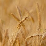 Mondelez Expands Its Sustainable Wheat Program in Hungary