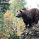 Another Bear Seen Near the Hungarian Capital