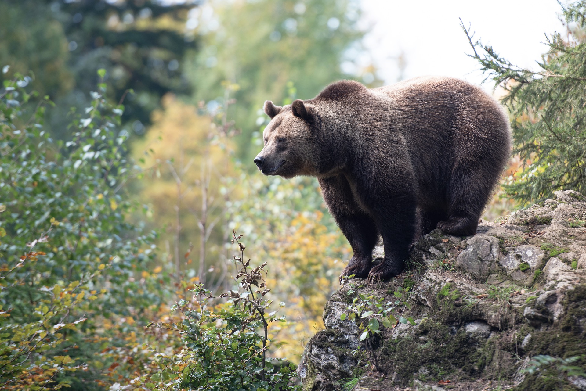 Another Bear Seen Near the Hungarian Capital