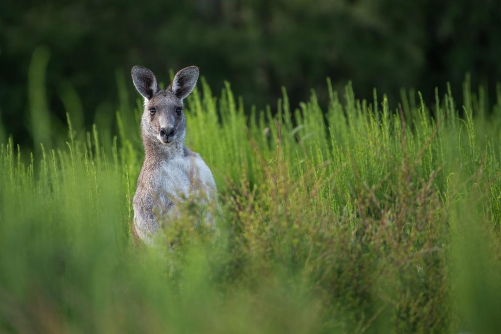 Police Give Chase to Kangaroo in Budapest – Video post's picture