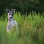 Police Give Chase to Kangaroo in Budapest – Video