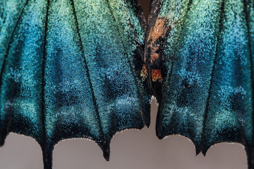 Researchers Investigate Nanostructures Made from Moth Wings post's picture