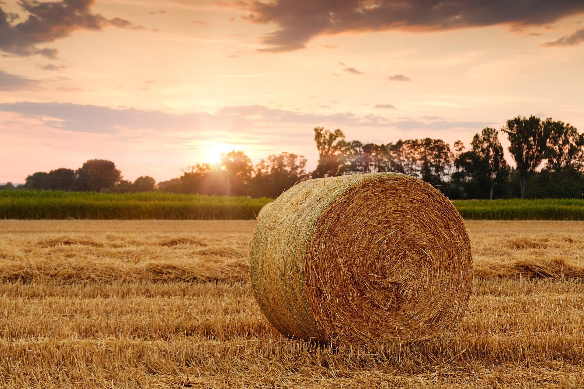 The Hungarian Agriculture Sector Needs Strength and Unity Instead of Division