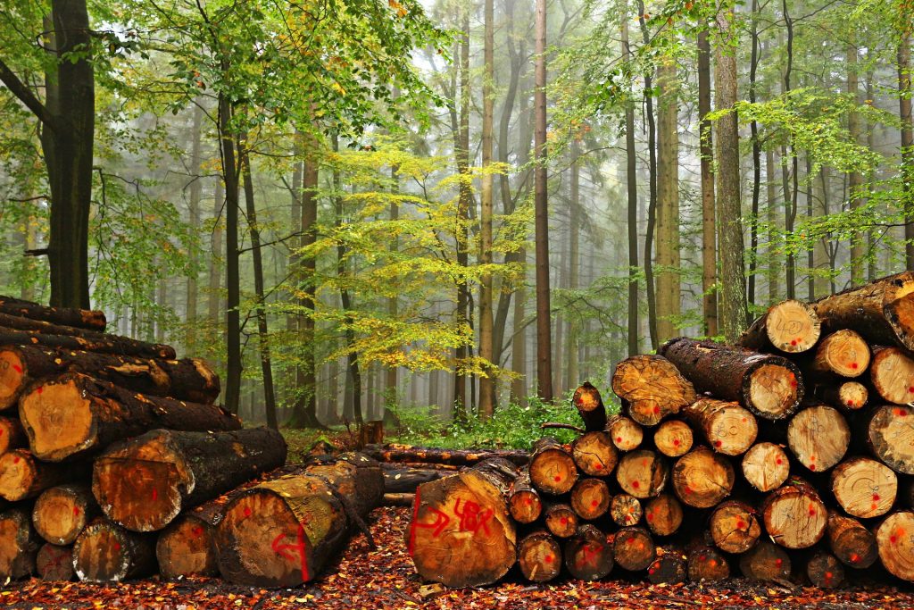 New Logging Rules Serve Sustainability and Will Protect Forests post's picture