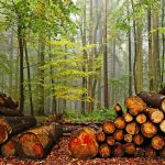New Logging Rules Serve Sustainability and Will Protect Forests