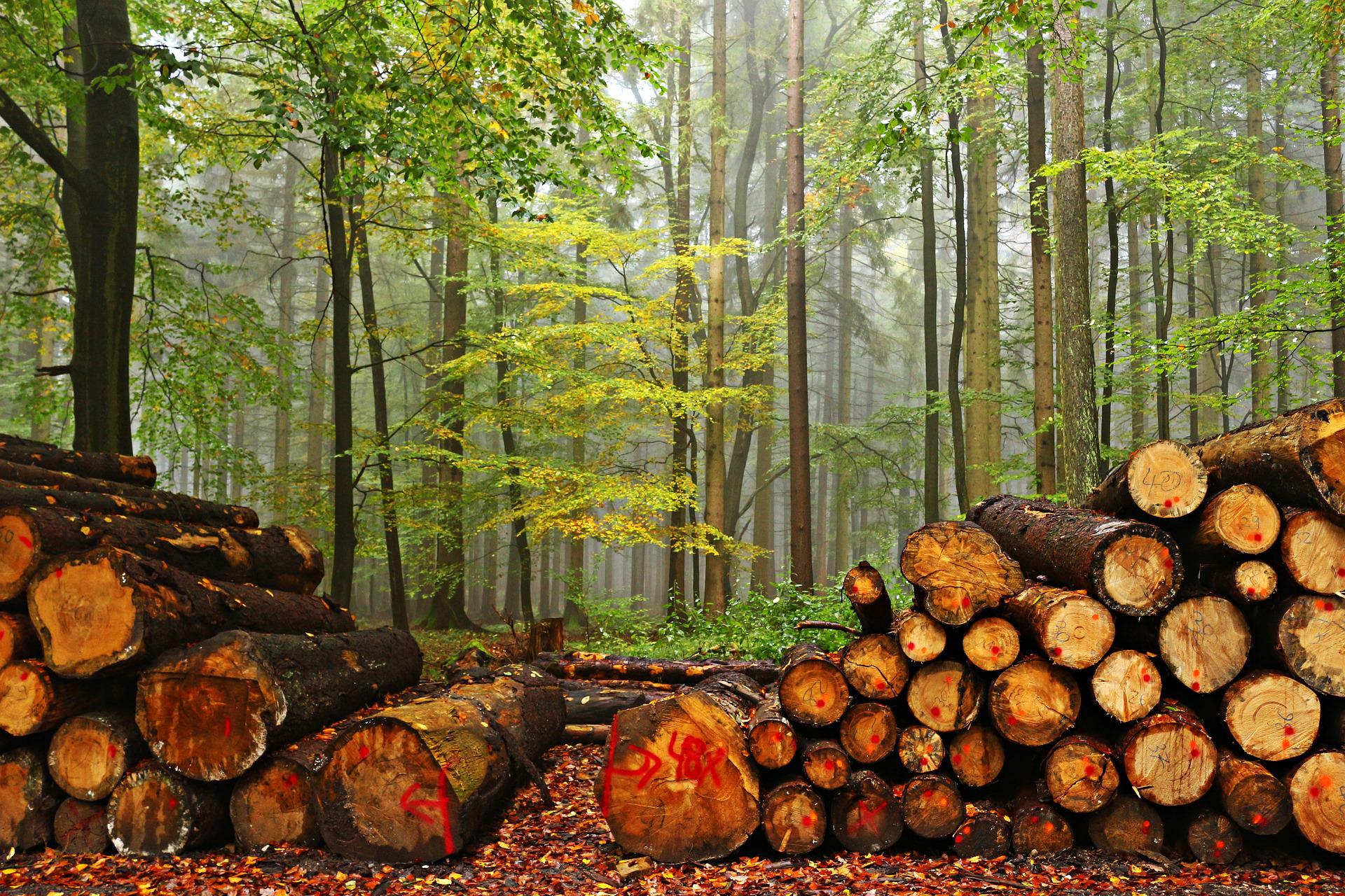 Az új fakitermelési szabályok biztosítják a fenntarthatóságot és védik az erdőket
