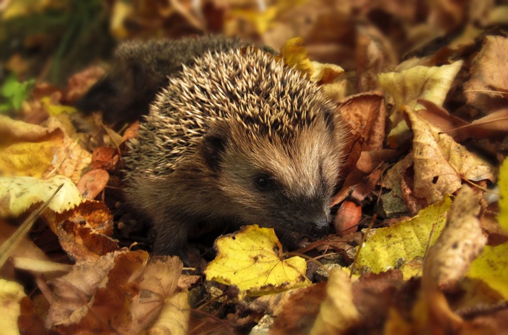 Watch out for Hedgehogs when Gardening! post's picture