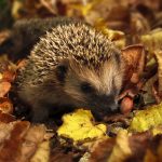 Watch out for Hedgehogs when Gardening!