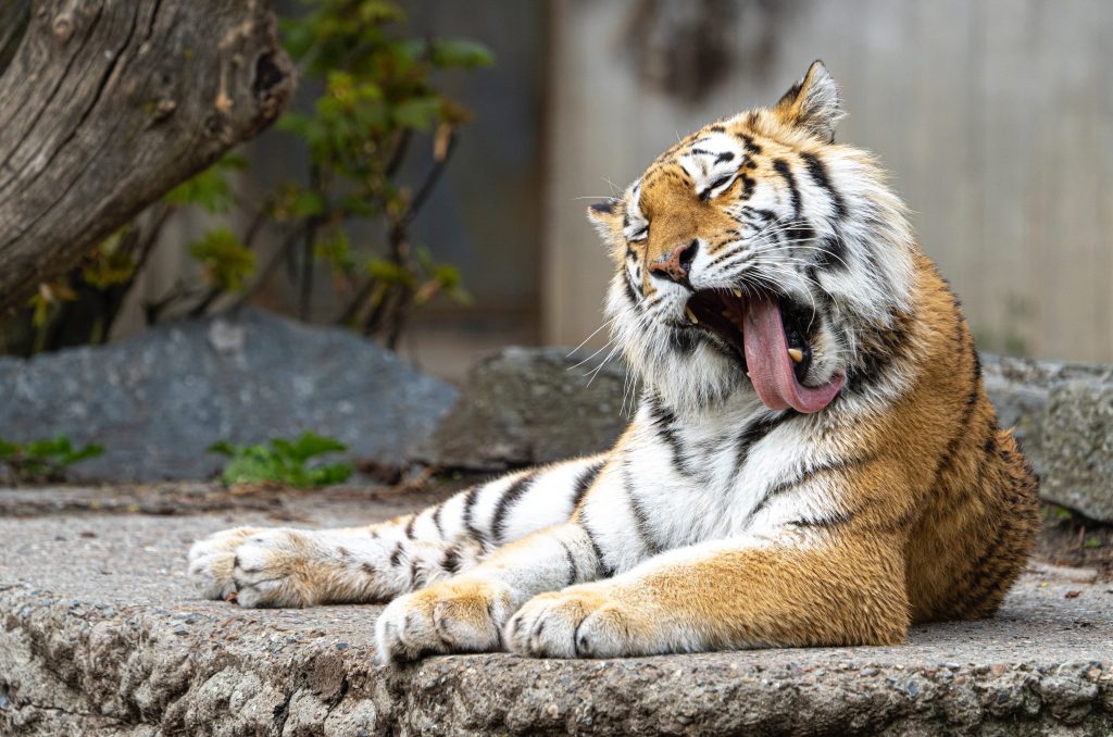 Tragedy Averted When Hungarian Man Enters Siberian Tiger’s Enclosure post's picture
