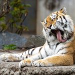 Tragedy Averted When Hungarian Man Enters Siberian Tiger’s Enclosure