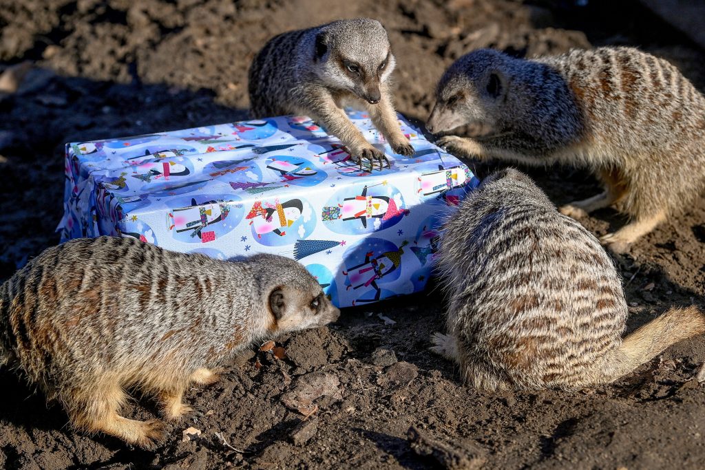 Residents of Debrecen Zoo Also Receive Christmas Presents post's picture