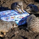 Residents of Debrecen Zoo Also Receive Christmas Presents