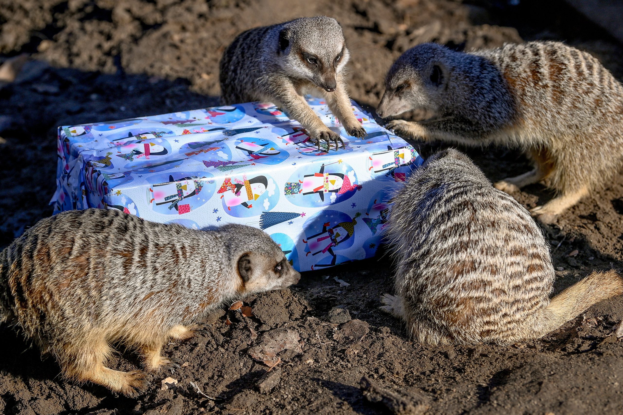 Residents of Debrecen Zoo Also Receive Christmas Presents