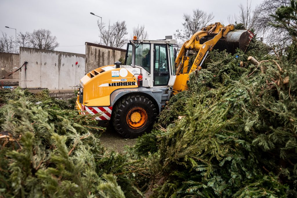 Thermal Energy Produced from Discarded Christmas Trees post's picture