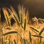 Strict Inspection Needed of Ukrainian Grain