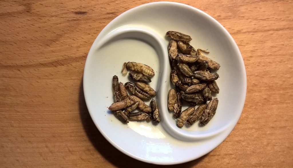 Hungarians Cringe Over Insects in Food Products post's picture